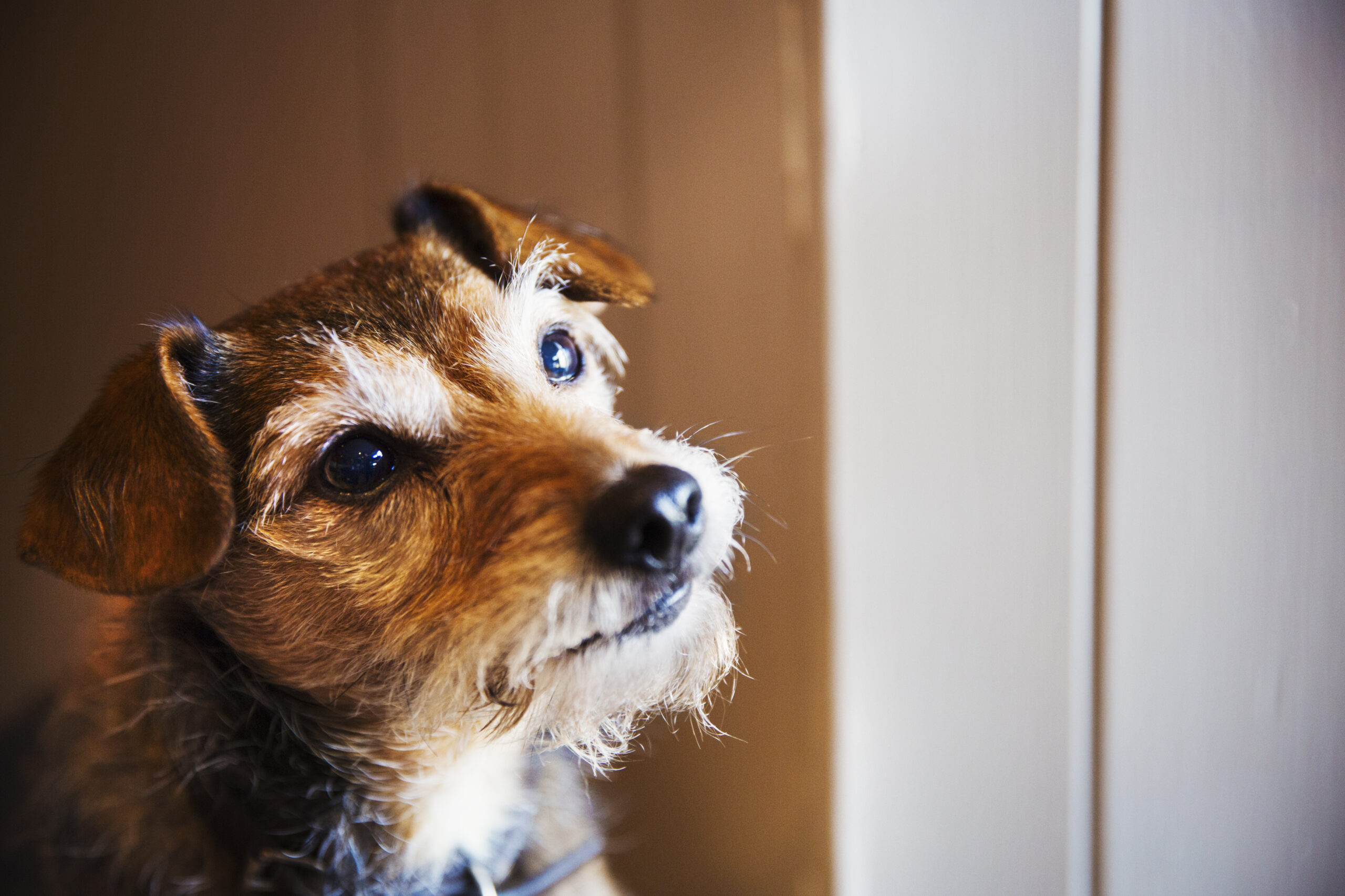 a small terrier dog looking up alert and inquisiti 2023 11 27 04 54 43 utc scaled